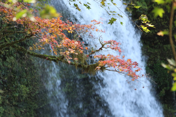 紅葉の枝と「慈恩の滝  」