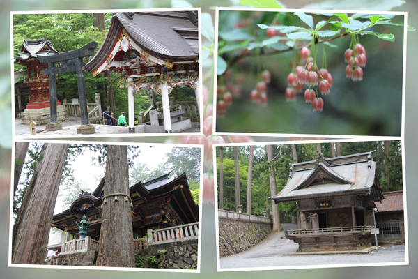 新緑期の秩父・三峯神社「神楽殿と神木」