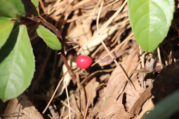 ��֥������μ�/�����Ƥ������ǡ����١���