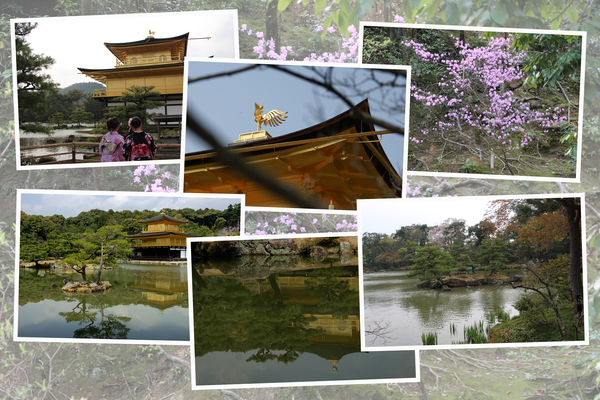 春の金閣寺「舎利殿（金閣）と鏡湖池」/癒し憩い画像データベース