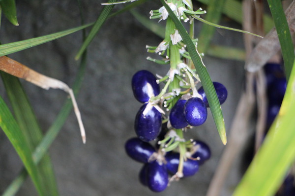 �Υ������Ļ翧�μ¤�����/�����Ƥ������ǡ����١���