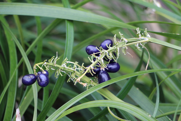 �Υ����μ�/�����Ƥ������ǡ����١���