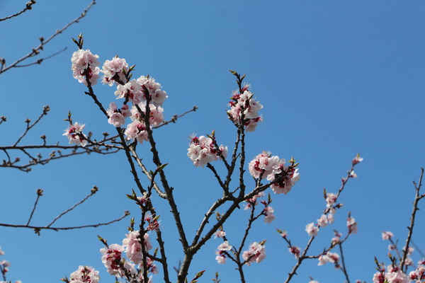 福津「あんずの里」の杏の花/癒し憩い画像データベース
