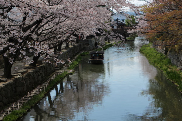 近江八幡「舟遊覧と桜」/癒し憩い画像データベース