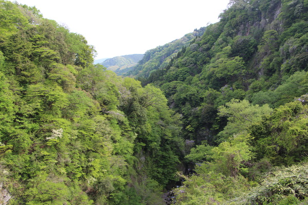 新緑の森と渓谷/癒し憩い画像データベース