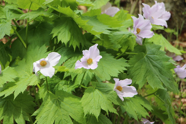 ����ͥ�����/�����Ƥ������ǡ����١���