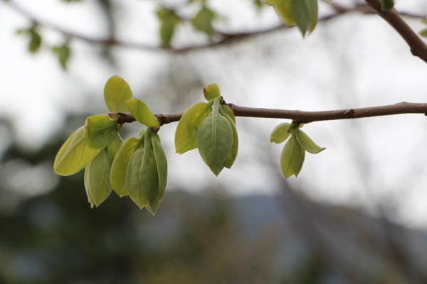 芽吹きと若葉の枝木/癒し憩い画像データベース