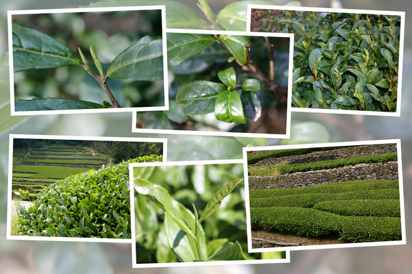 茶ノ木の「新芽から緑葉へ」/癒し憩い画像データベース