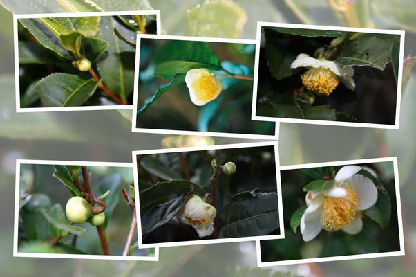 茶ノ木の「蕾から花へ」/癒し憩い画像データベース