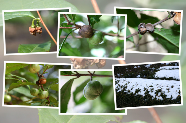 茶ノ木の「実の移り変わり」/癒し憩い画像データベース