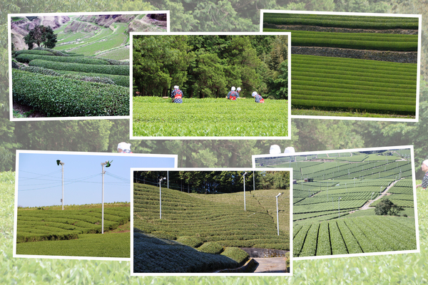 日本各地の「茶畑」/癒し憩い画像データベース
