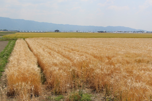 穂波の麦畑/癒し憩い画像データベース