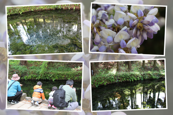 春の白川水源/癒し憩い画像データベース