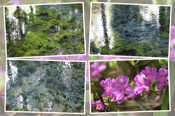 春・新緑期の白川水源「」/癒し憩い画像データベース