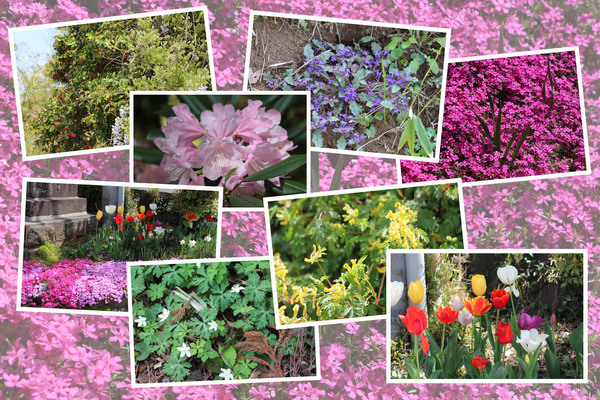 春の白川水源「周辺の花たち」/癒し憩い画像データベース