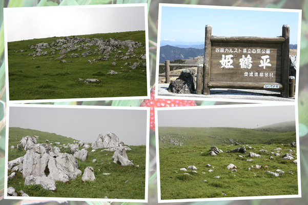 四国カルストの羊群原/癒し憩い画像データベース