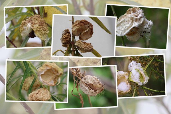フウセントウワタ「種子散布後の袋果の推移」/癒し憩い画像データベース