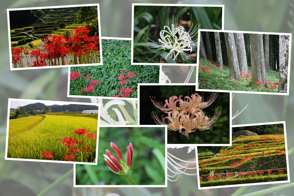 ヒガンバナ 彼岸花 の季節の移り変わりと風情 癒し憩い画像データベース テーマ別おすすめ画像