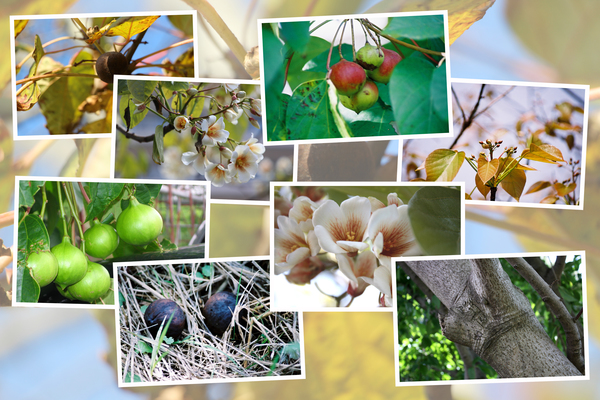 シナアブラギリの四季/癒し憩い画像データベース