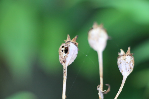 種子が見えてくるキキョウの実/癒し憩い画像データベース