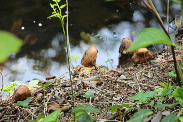 福岡「南公園のラクウショウの気根」/癒し憩い画像データベース