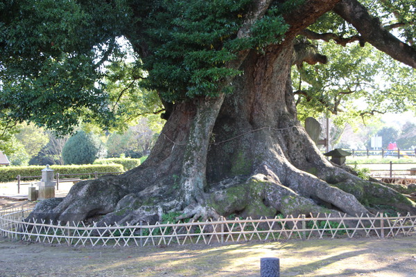 巨樹「寂心さんの楠（樟）」の根組み/癒し憩い画像データベース