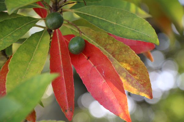 ホルトノキの紅葉と緑の実/癒し憩い画像データベース