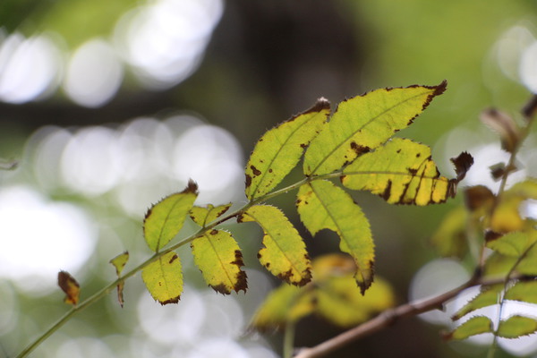 サンショウバラの黄葉と枯れゆく葉先 癒し憩い画像データベース