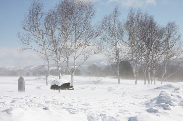 吹雪と白樺並木/癒し憩い画像データベース