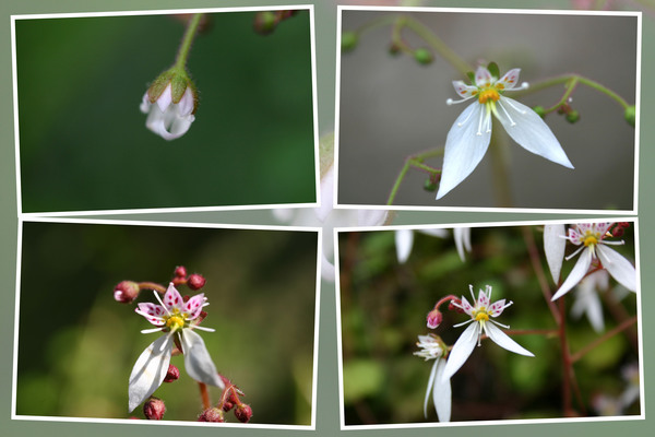 ユキノシタ「蕾から花へ」/癒し憩い画像データベース