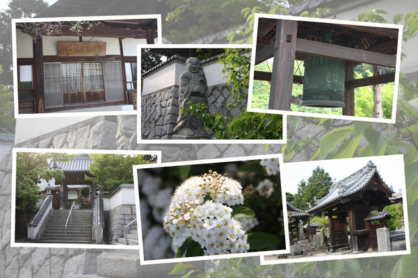尾道「因島の金蓮寺」/癒し憩い画像データベース