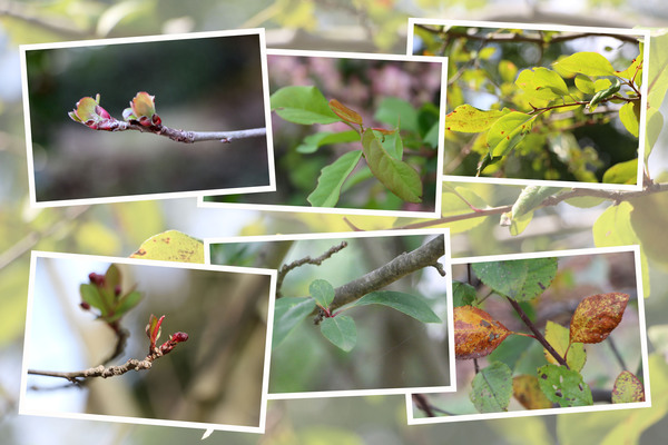 ハナカイドウ 花海棠 の四季 癒し憩い画像データベース テーマ別おすすめ画像