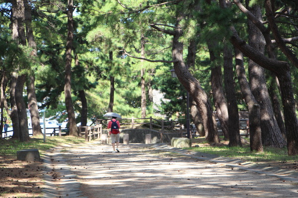 長崎街道「曲里の松並木」/癒し憩い画像データベース