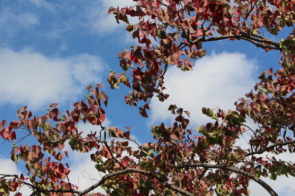 秋の空と紅葉期のナンキンハゼ/癒し憩い画像データベース