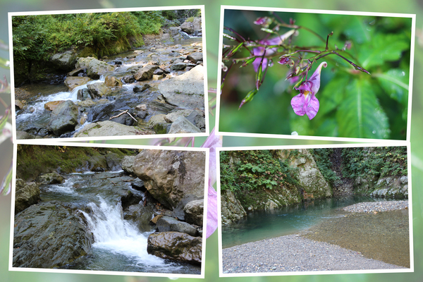 白神山地「暗門の滝の渓流」/癒し憩い画像データベース