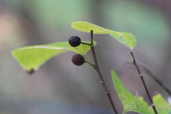 �ս��Υ��Υ��μ�/�����Ƥ������ǡ����١���