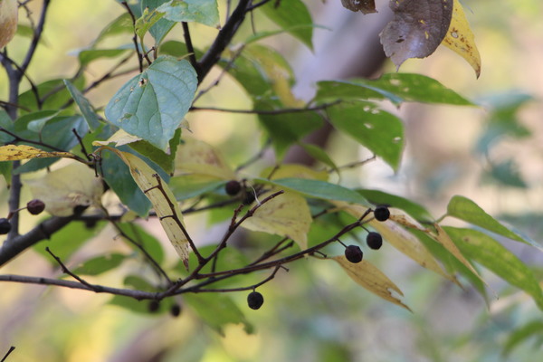 �ս��Υ��Υ��μ�/�����Ƥ������ǡ����١���