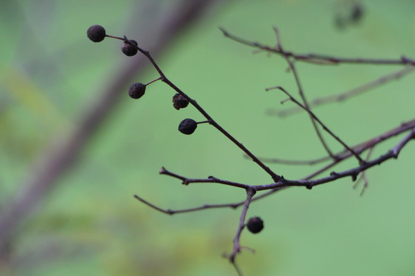 ���Υ��μ�/�����Ƥ������ǡ����١���