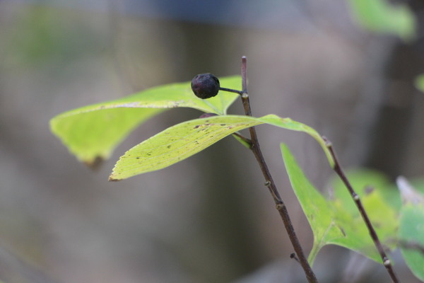 �ս��Υ��Υ��μ�/�����Ƥ������ǡ����١���