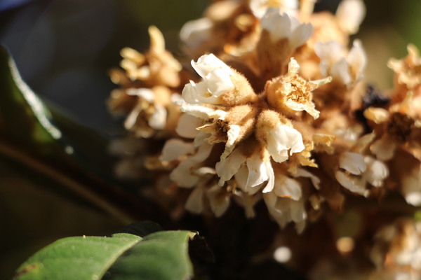 ビワの白い花/癒し憩い画像データベース