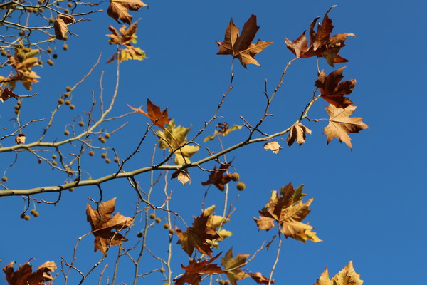 プラタナスの枯葉と青空 癒し憩い画像データベース
