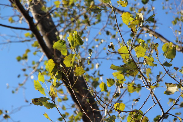 初冬のポプラの葉と青空/癒し憩い画像データベース