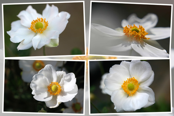 白いシュウメイギク(秋明菊）/癒し憩い画像データベース
