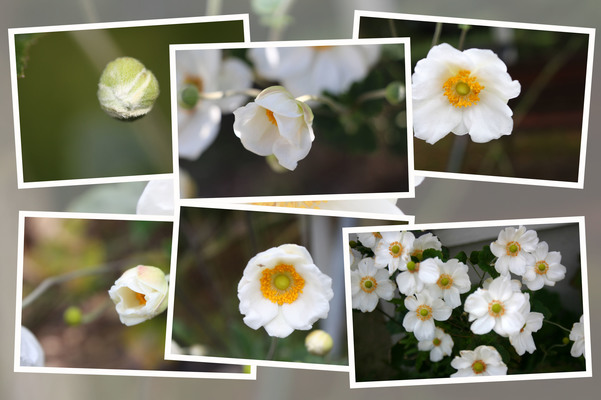 シュウメイギク(秋明菊）「蕾から開花へ」/癒し憩い画像データベース