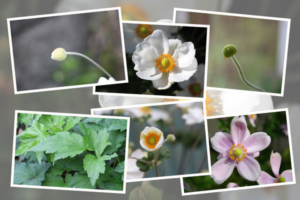 シュウメイギク(秋明菊）の四季/癒し憩い画像データベース