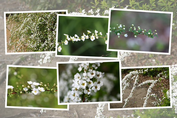 ユキヤナギ（雪柳）の開花から散形花序へ/癒し憩い画像データベース