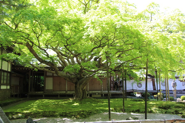 春の雷山千如寺「前庭の大楓」/癒し憩い画像データベース