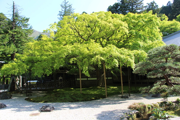 春の雷山千如寺「枯山水庭園と新緑の大楓」