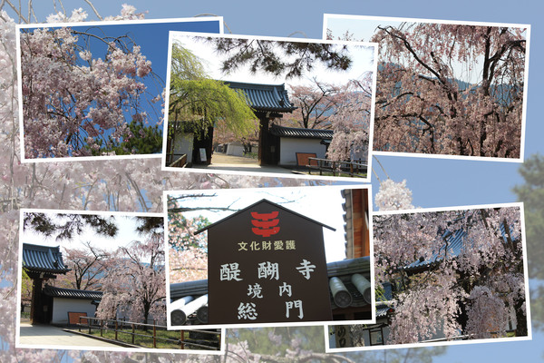 春の醍醐寺「総門と枝垂桜」/癒し憩い画像データベース