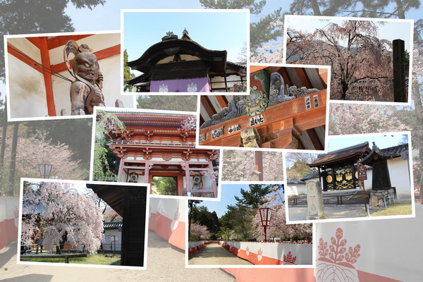 春の京都「醍醐寺」/癒し憩い画像データベース